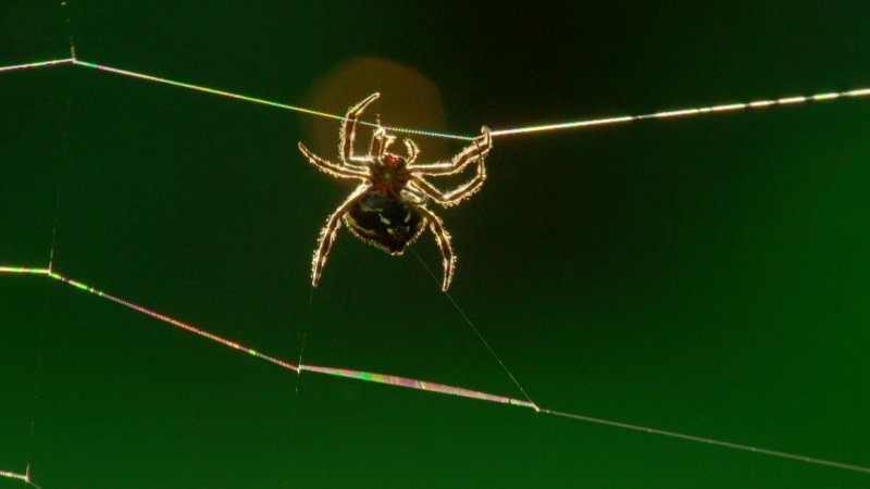 Watch Spider`S Web Streaming