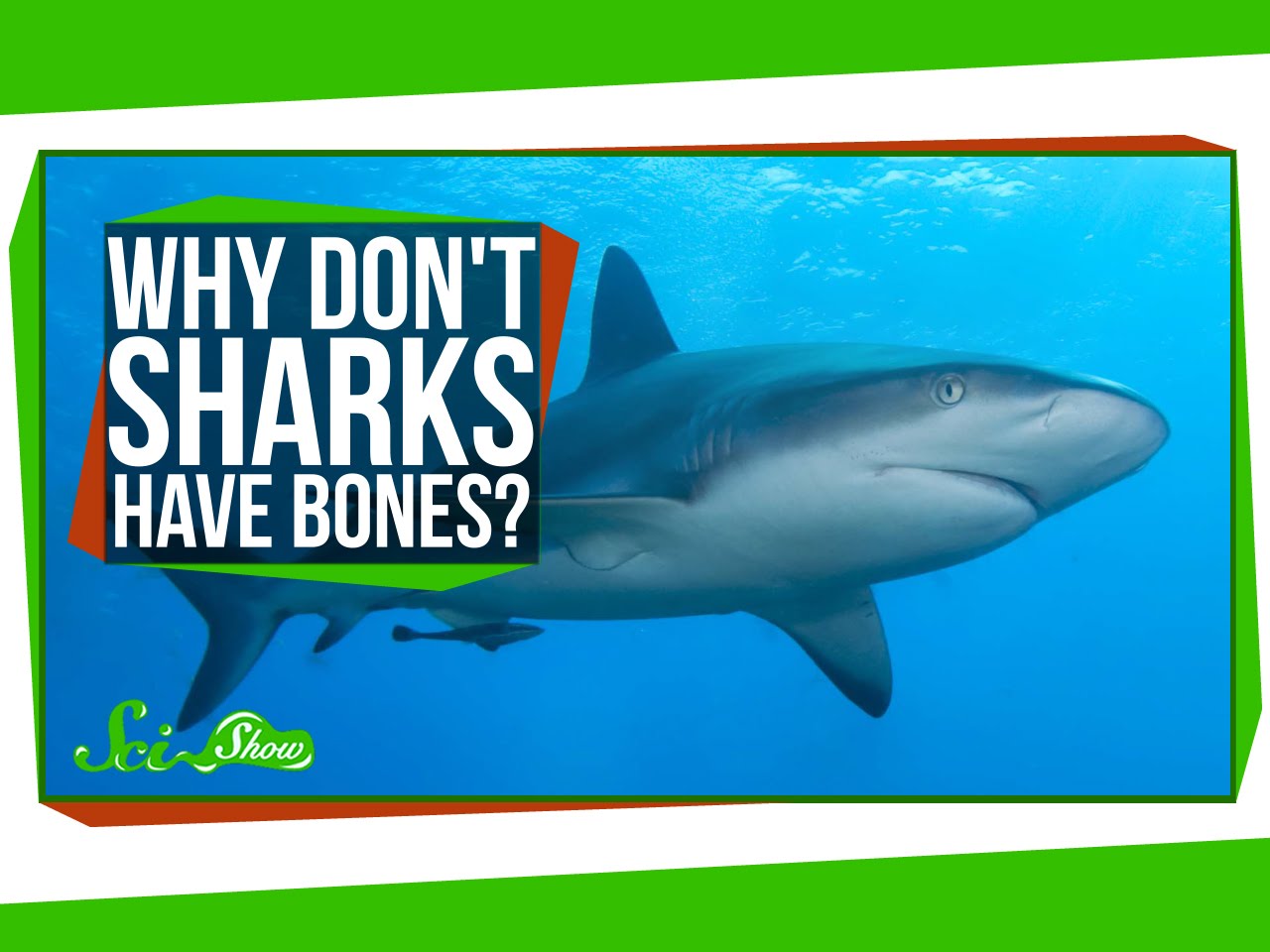 why-don-t-sharks-have-bones-inthefame