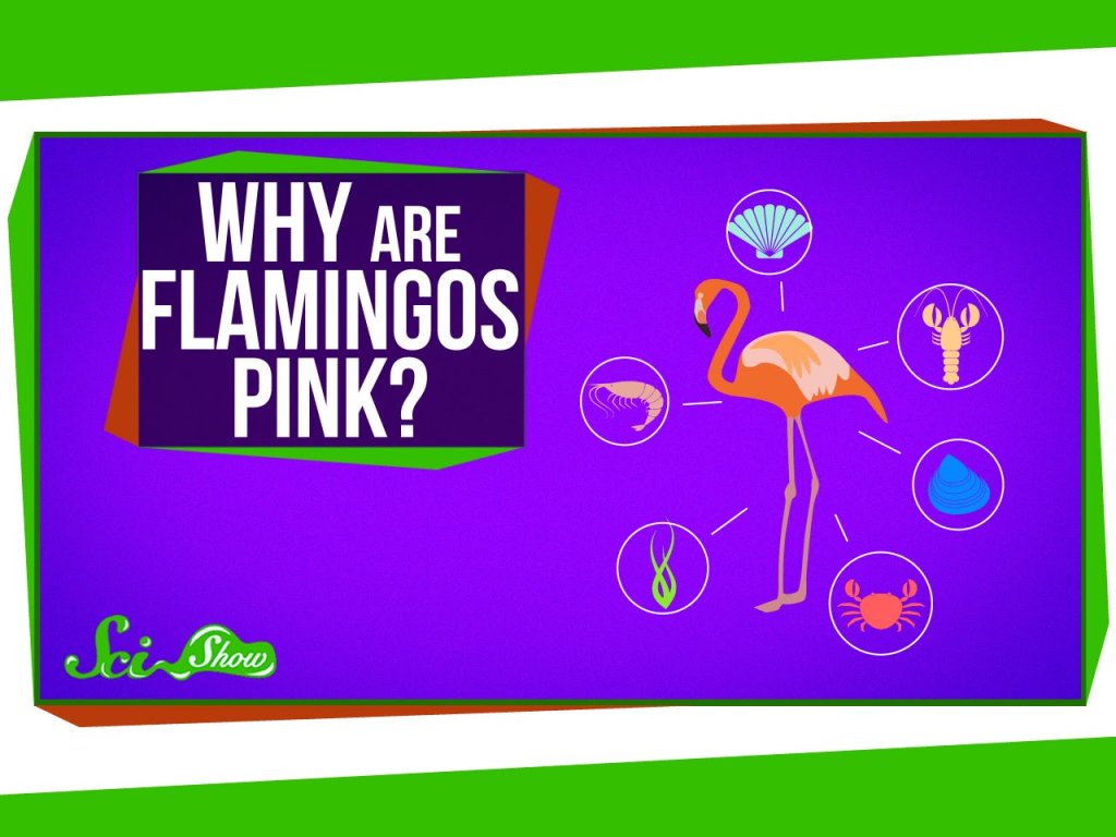 Why Are Flamingos Pink Inthefame