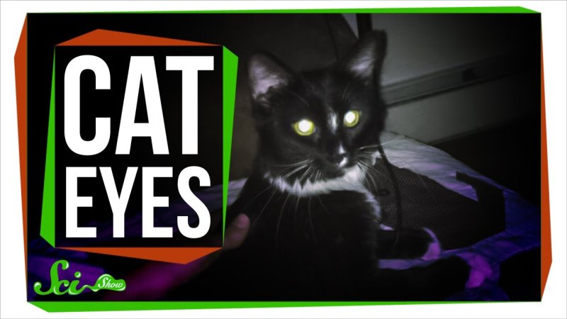discuss why animal eyes glow green How to fix animal red-eye or green-eye on iphoto you can quickly and easily remove red glow from images of both humans and animals with only a few clicks 1. discuss why animal eyes glow green How to fix animal red-eye or green-eye on iphoto you can quickly and easily remove red glow from images of both humans and animals with only a few clicks 1.