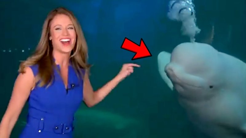 News Bloopers Nip Slip