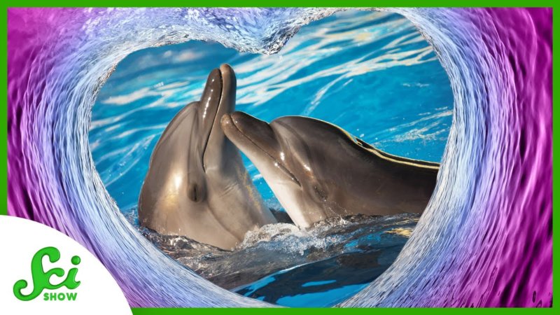 Why Do Animals Have Sex for Pleasure ? – INTHEFAME