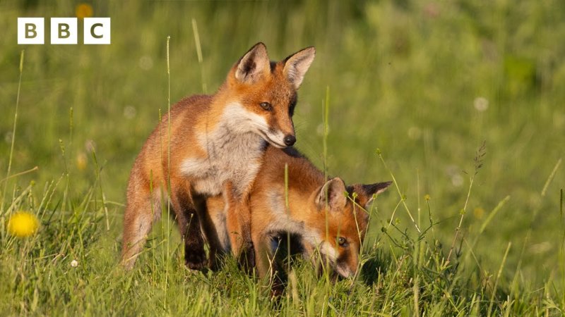 🔴 LIVE wildlife cameras 🐭 30 May 🌺 BBC Springwatch 2025 – INTHEFAME