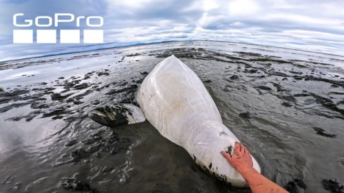 Rescuing a Beluga Whale | GoPro Awards
