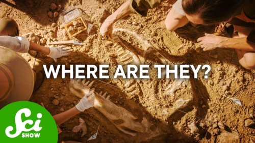 Why Don’t We Have More Fossils?