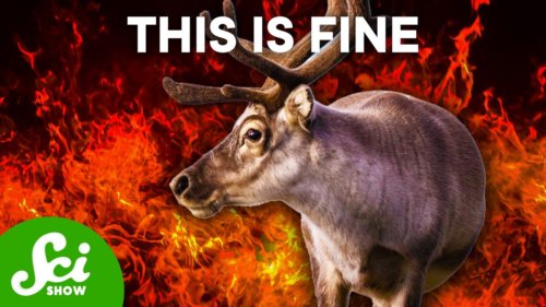 5 Animals That Are Thriving in the Human Hellscape
